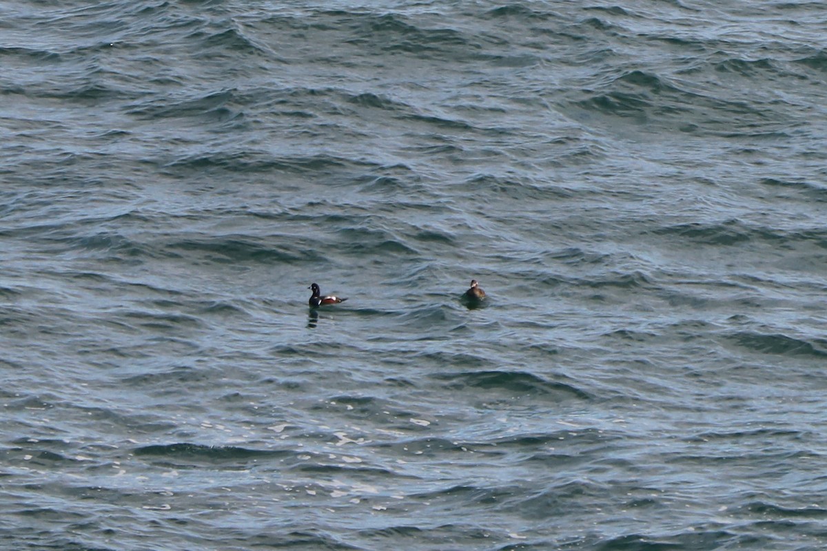 Harlequin Duck - ML389955351