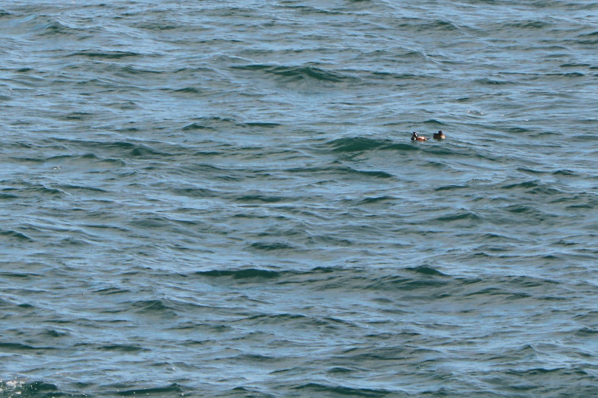 Harlequin Duck - ML389955381