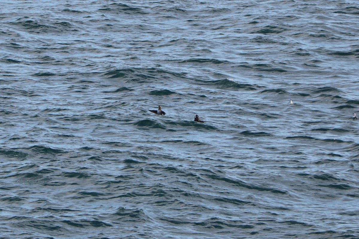 Harlequin Duck - ML389955391