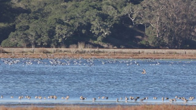 Avocette d'Amérique - ML389955541