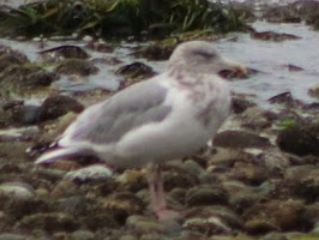 Herring Gull - ML38995651