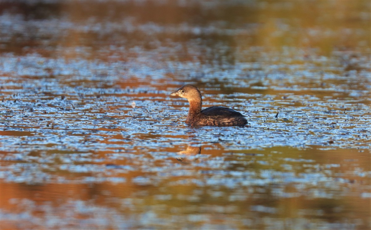 Pied-billed Grebe - ML389956591