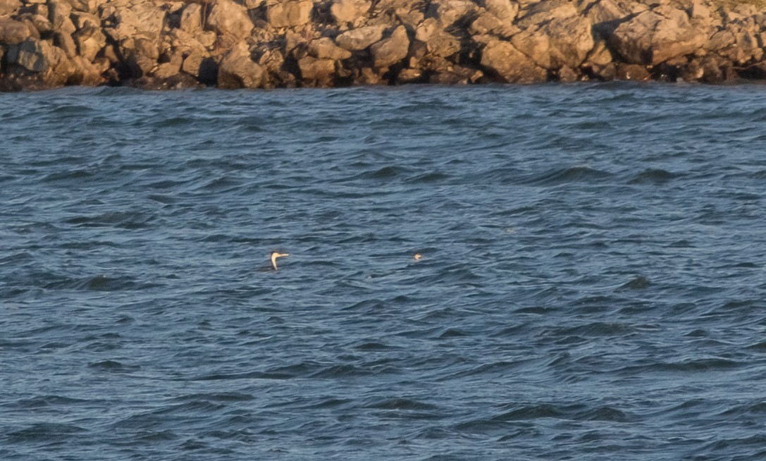 Western Grebe - Jay Gilliam