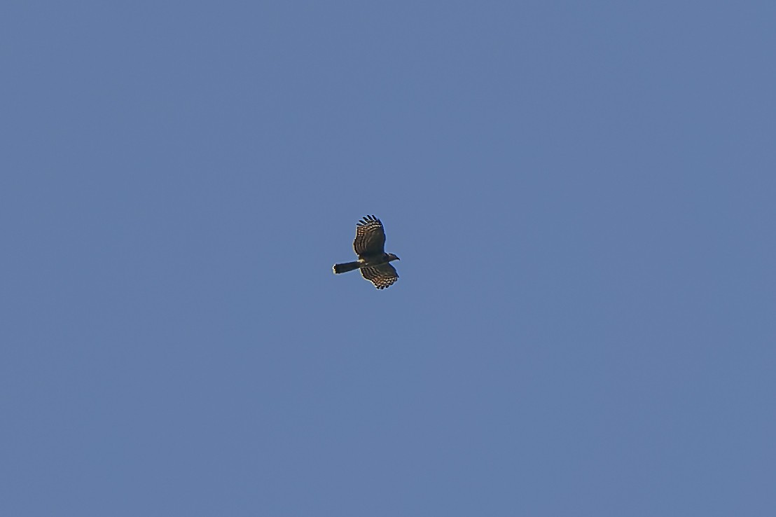 Hook-billed Kite - ML389957411