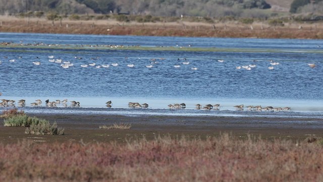 Long-billed Dowitcher - ML389958751