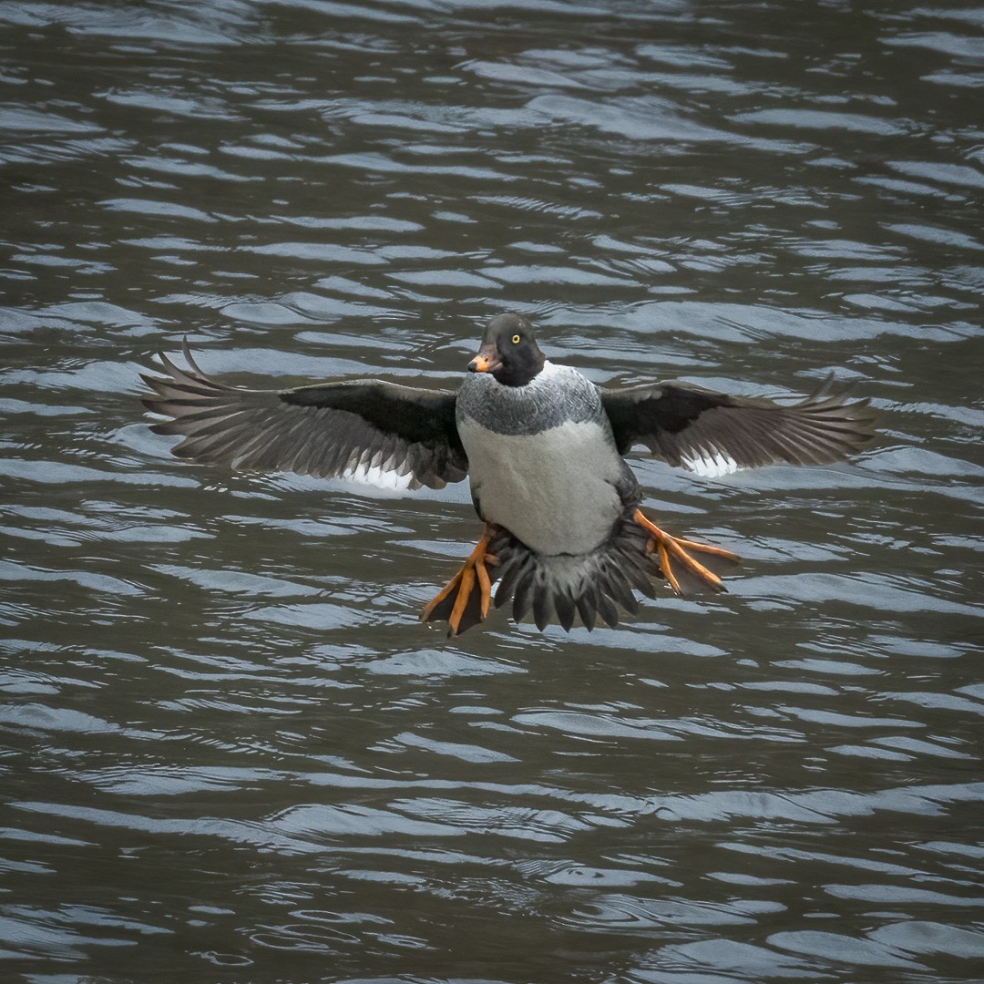 Barrow's Goldeneye - John Davis