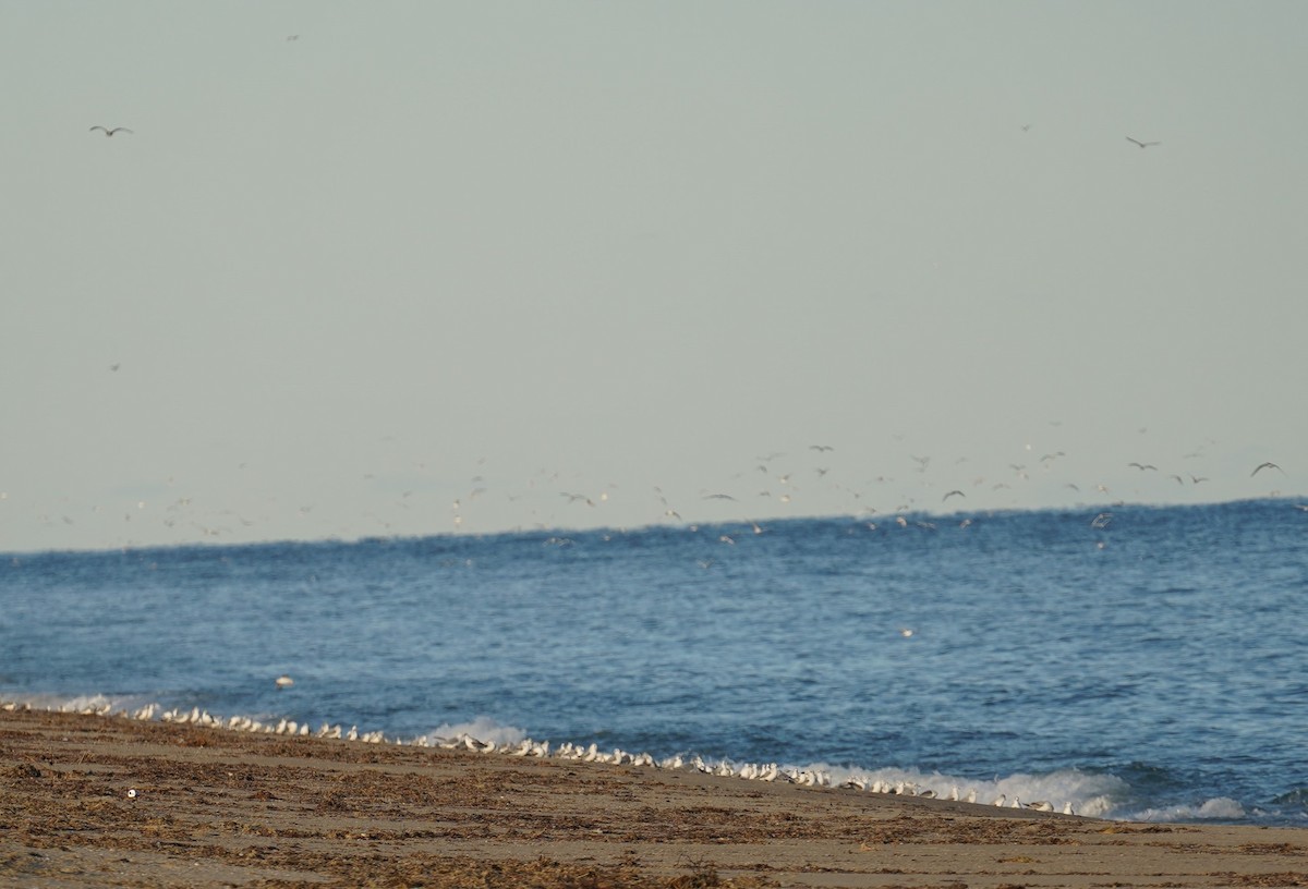 Bonaparte's Gull - Yvonne Vaillancourt