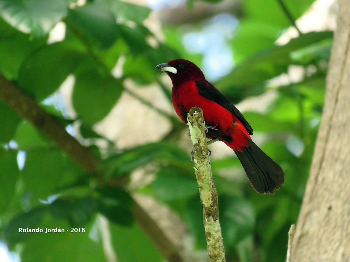 Crimson-backed Tanager - Rolando Jordan