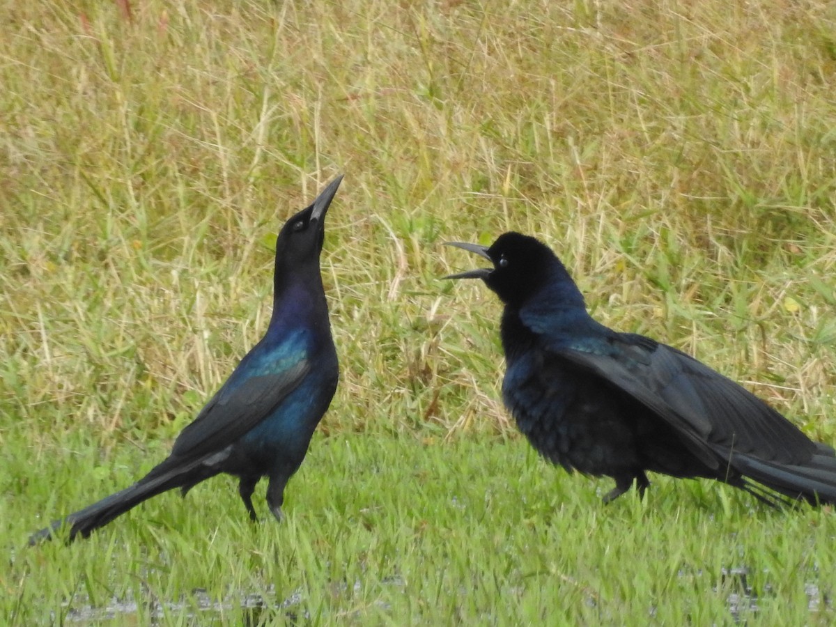 Boat-tailed Grackle - Wendy Meehan