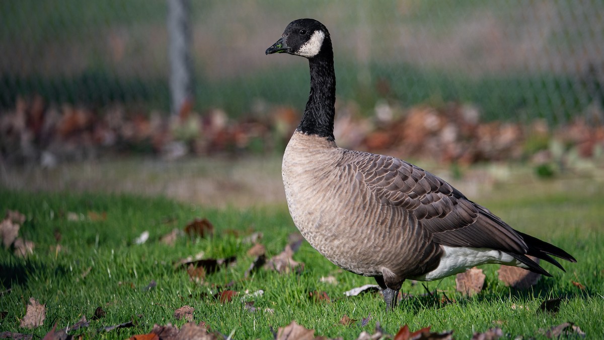 Cackling Goose - ML389962581