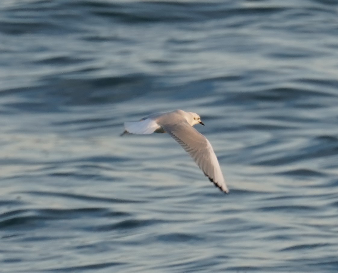 Bonaparte's Gull - Yvonne Vaillancourt