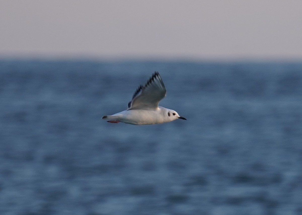 Bonaparte's Gull - Yvonne Vaillancourt