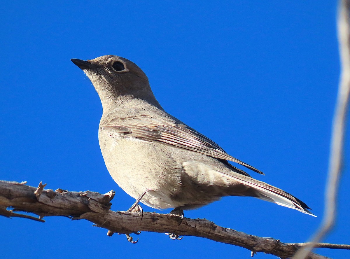 Townsend's Solitaire - Hannah Floyd