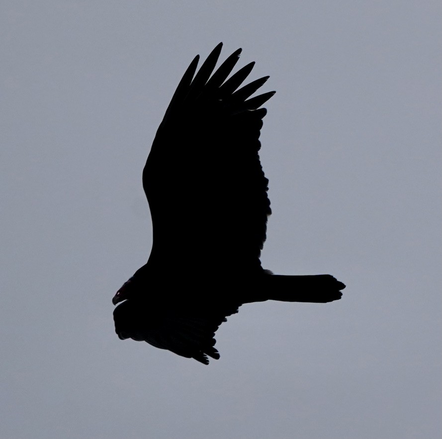 Turkey Vulture - Ken Lillis