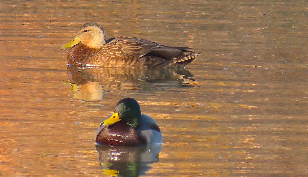 Mexican Duck - Hannah Floyd