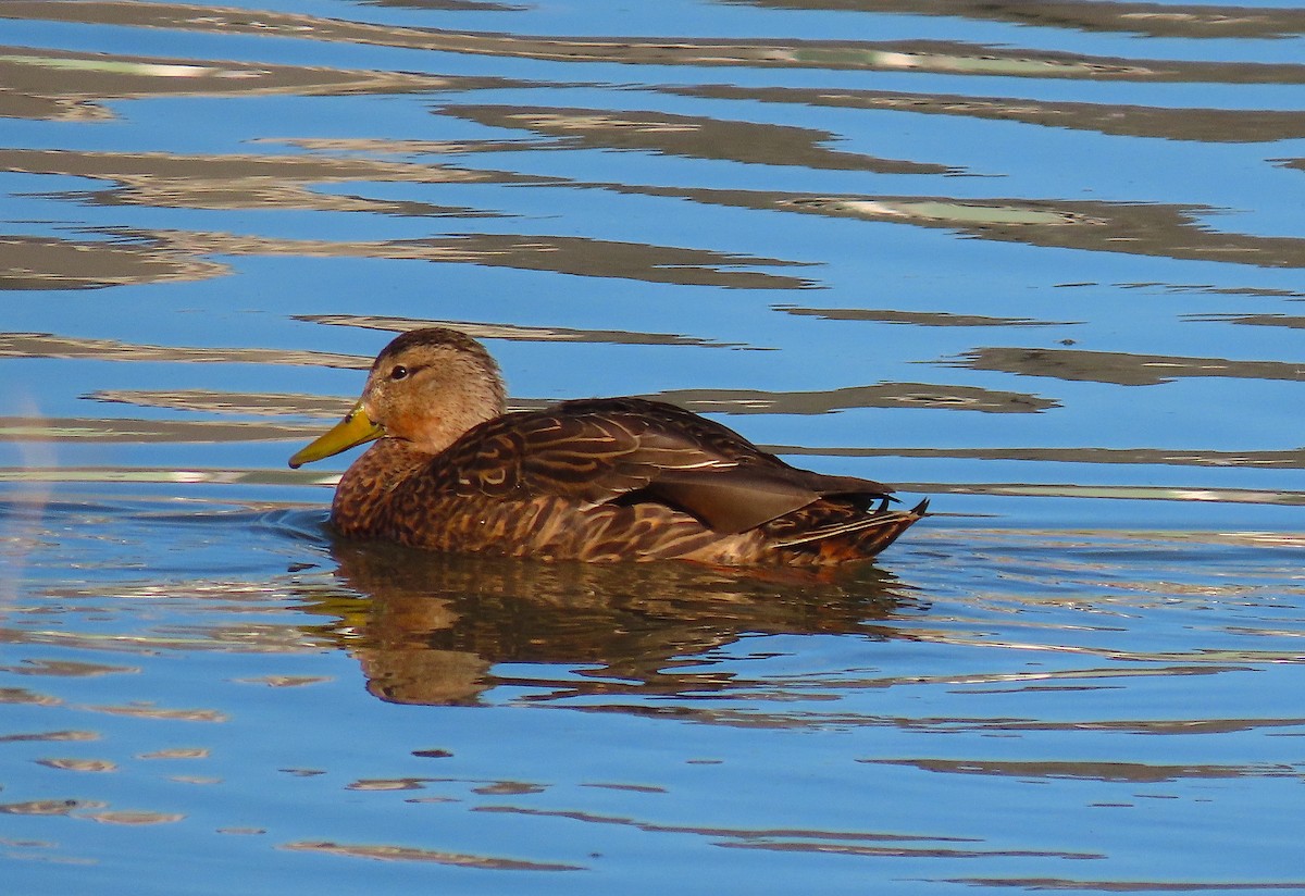 Mexican Duck - ML389965061