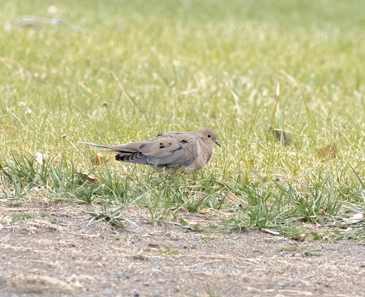 Mourning Dove - ML389965491