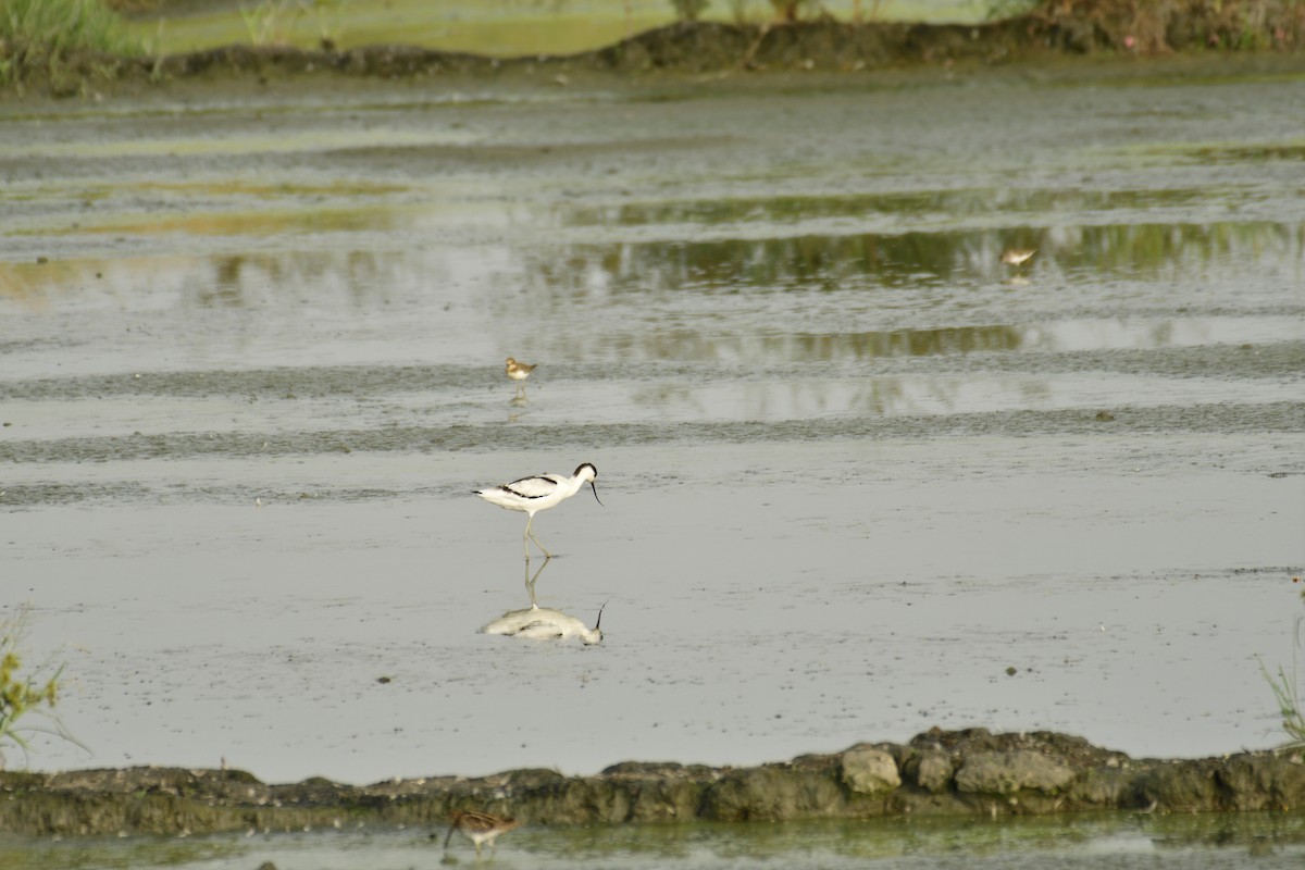 Avocette élégante - ML389966531