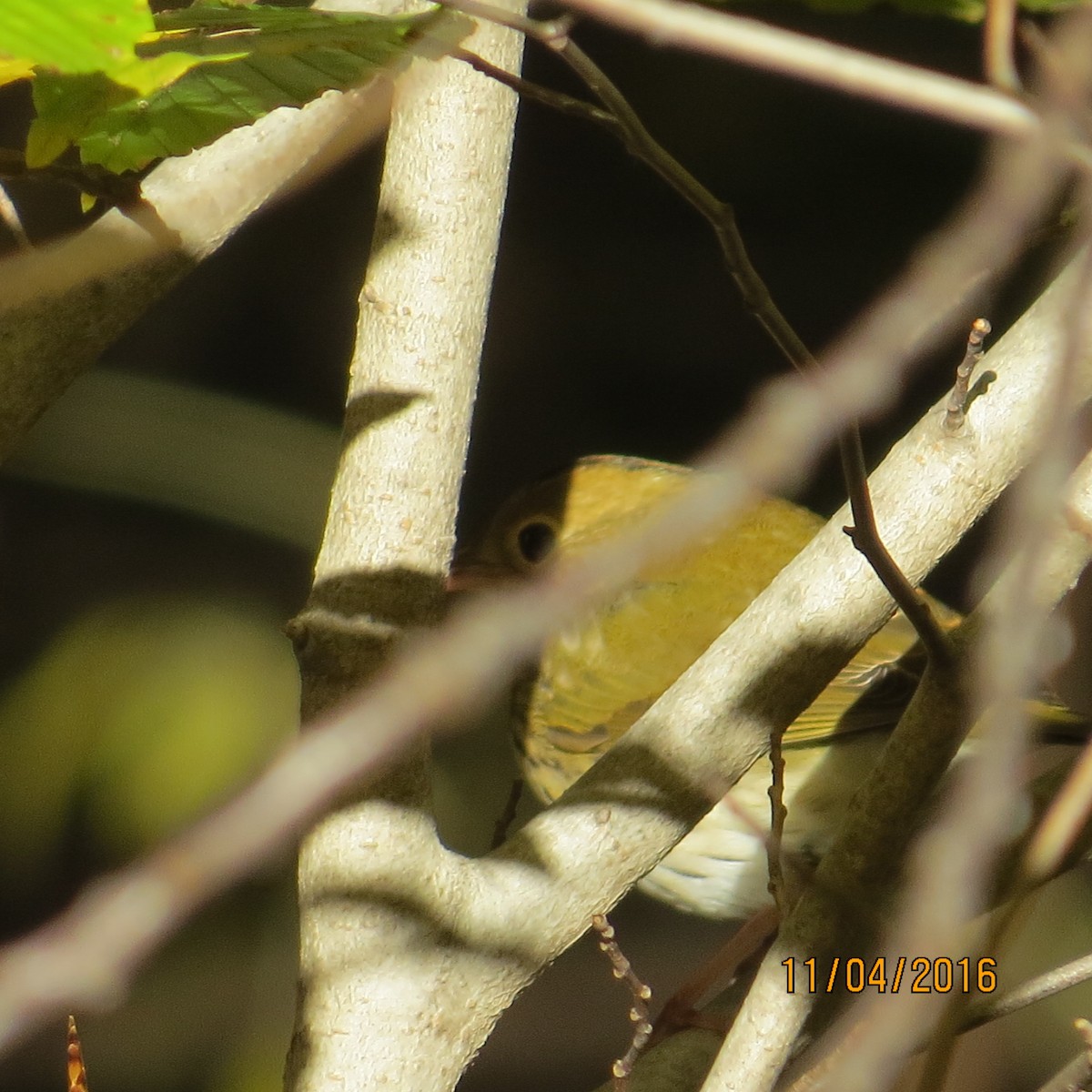 Ovenbird - ML38996671