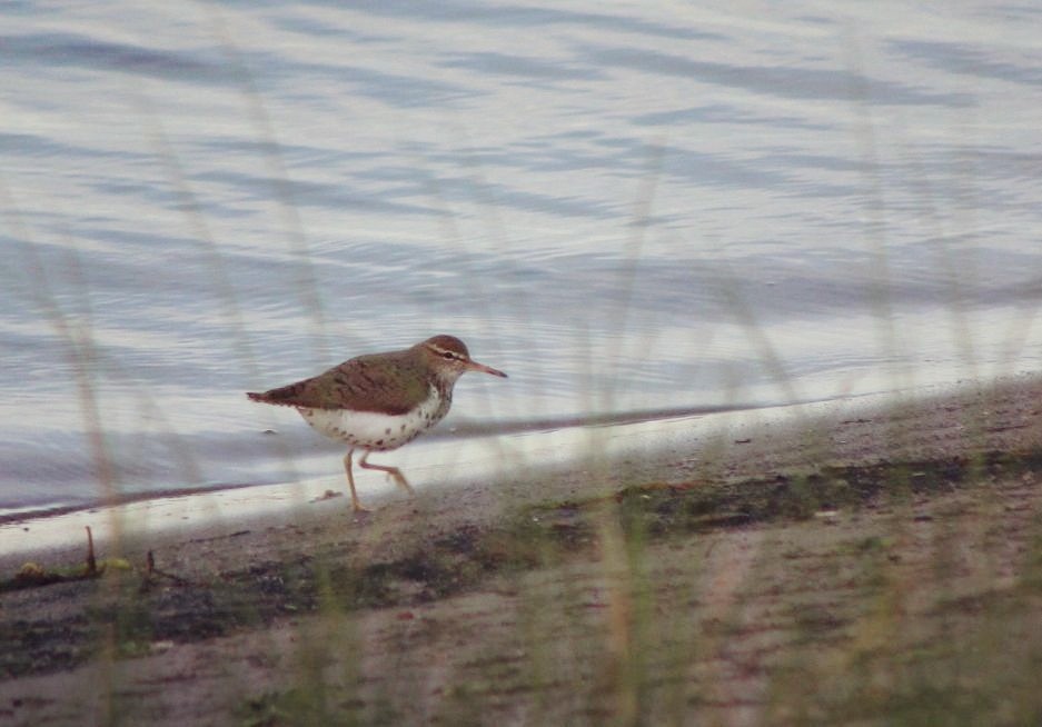 Kuliska orbanduna - ML389966801