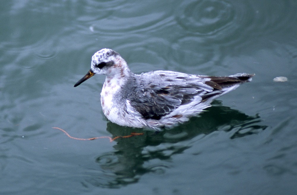 Phalarope à bec large - ML389968201