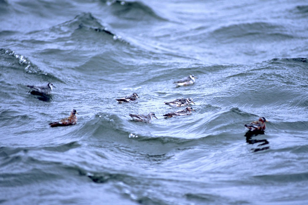 Red Phalarope - ML389968231