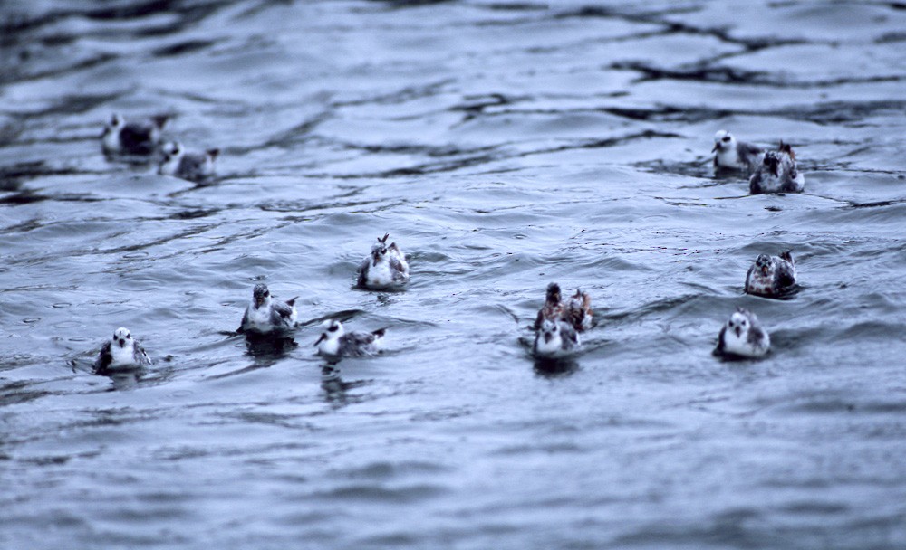 Red Phalarope - ML389968291