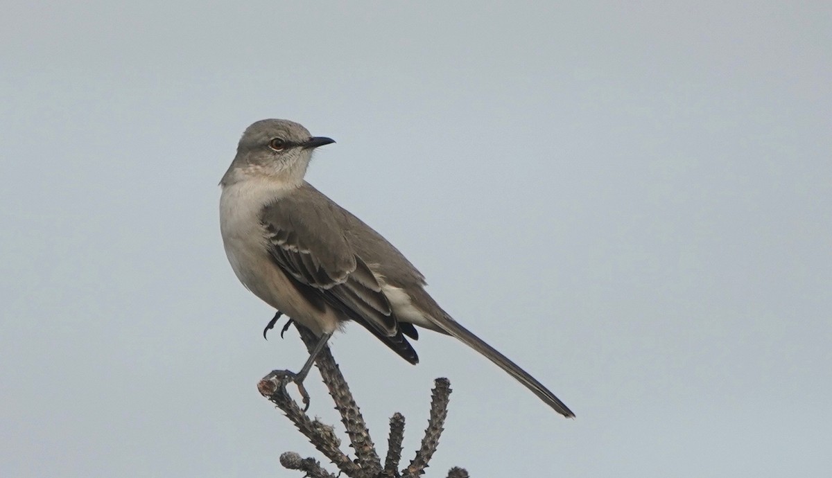 Northern Mockingbird - Indira Thirkannad