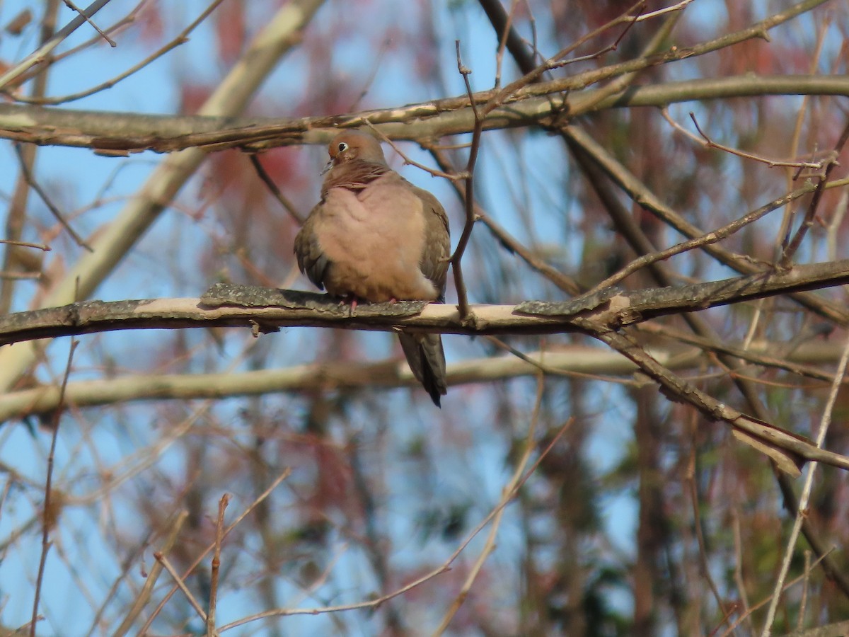 Mourning Dove - Sean Lynch