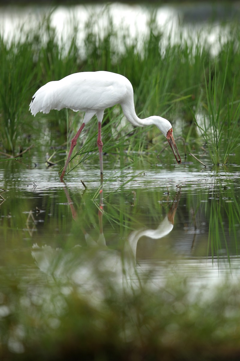 Siberian Crane - ML389969261