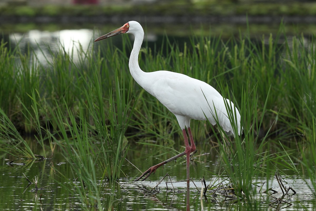 Siberian Crane - ML389969281