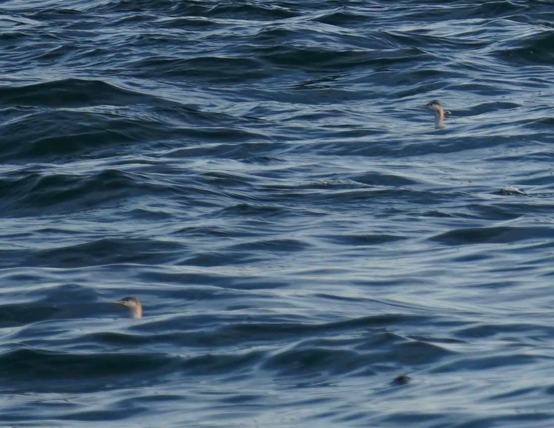 Common Loon - Yvonne Vaillancourt