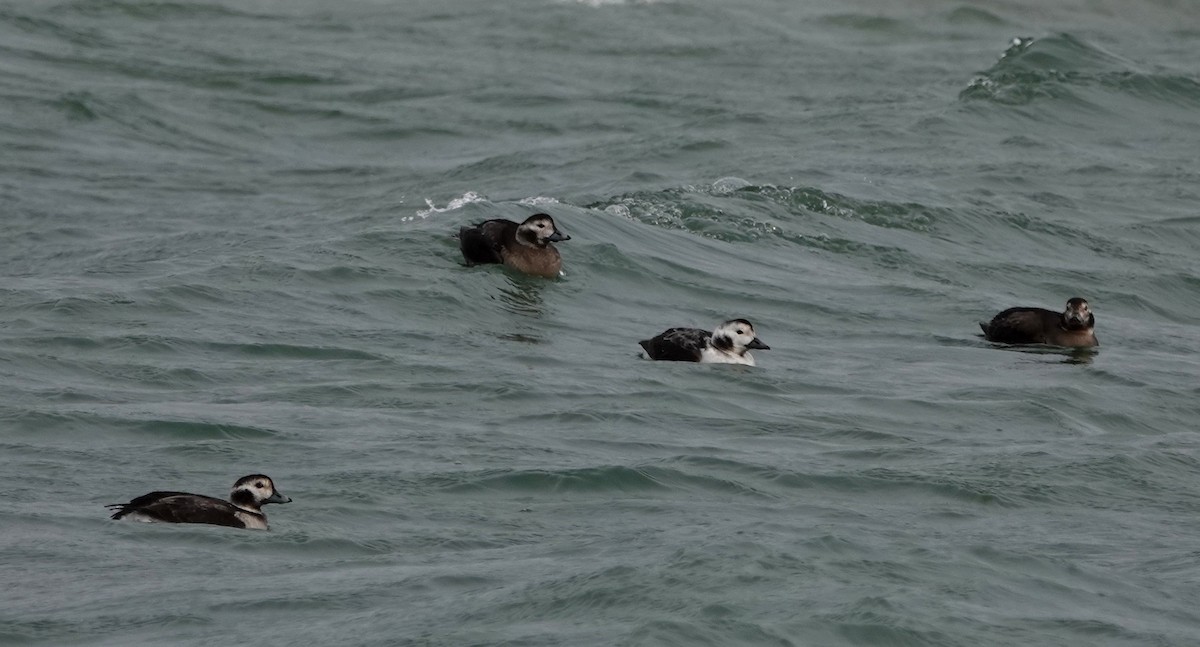 Long-tailed Duck - ML389969831