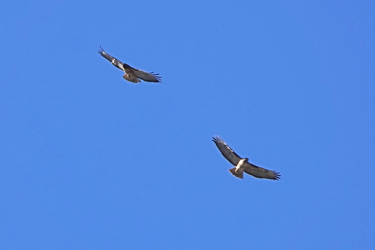 Red-tailed Hawk - ML389969841