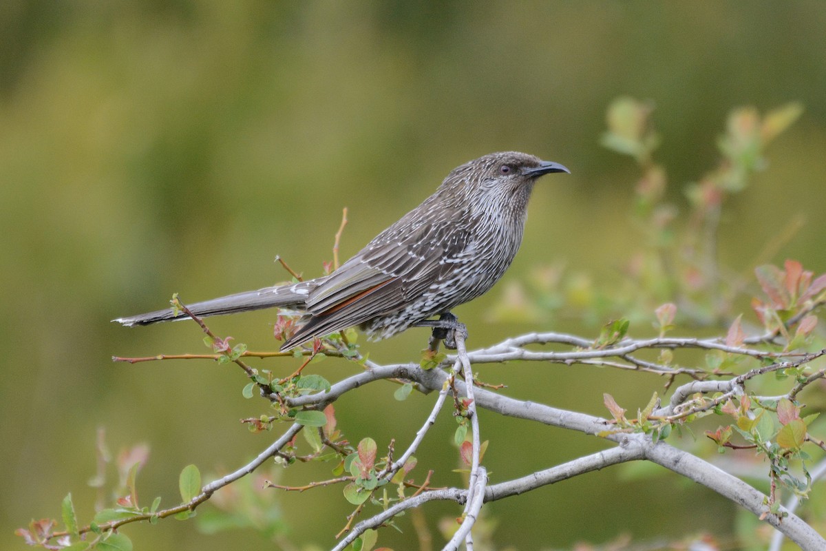 Little Wattlebird - Gerald Allen