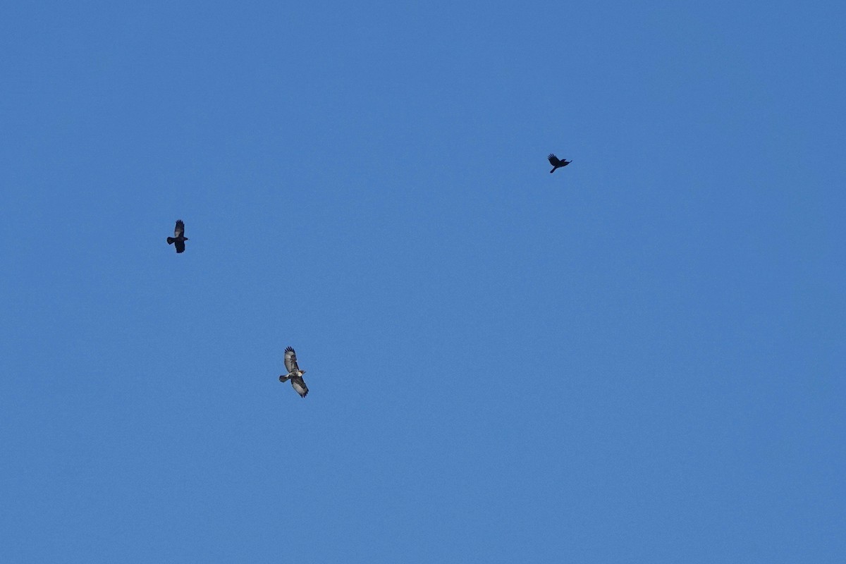 Red-tailed Hawk - Edward Rooks