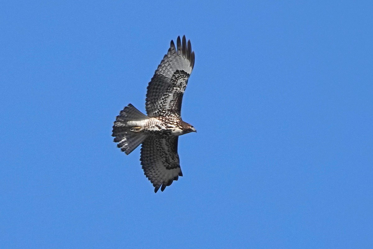 Rotschwanzbussard - ML389969911