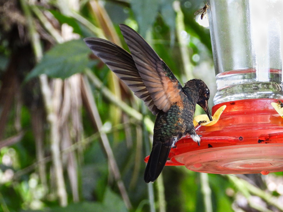 Buff-tailed Coronet - ML389970601