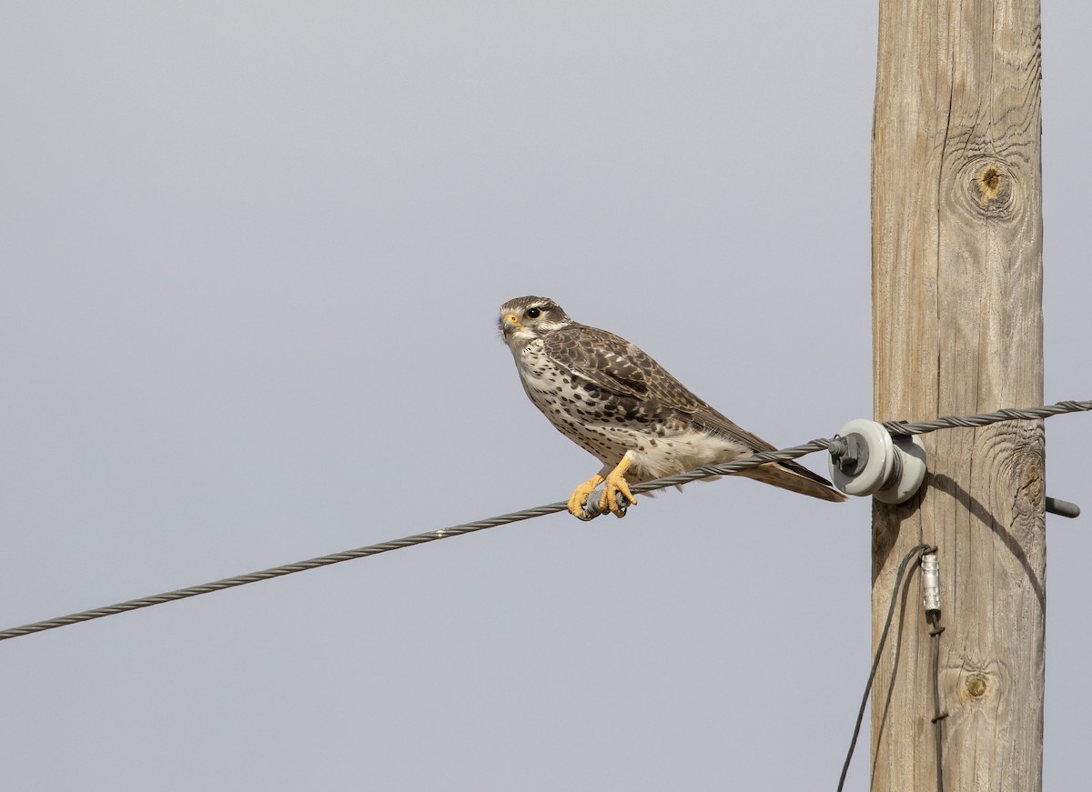 Prairie Falcon - Jonathan Creel