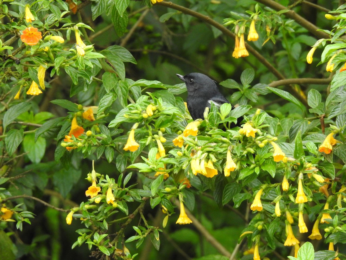 White-sided Flowerpiercer - ML389971451