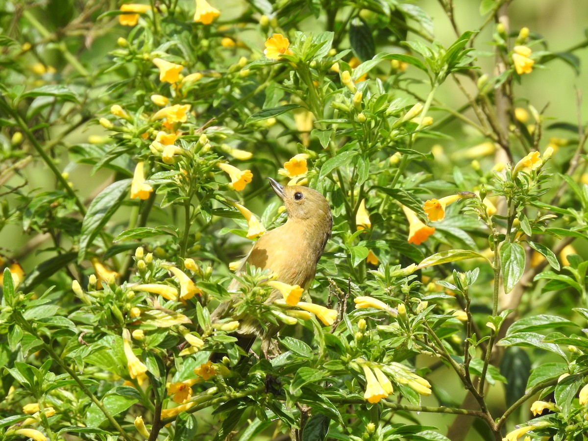 White-sided Flowerpiercer - ML389971461