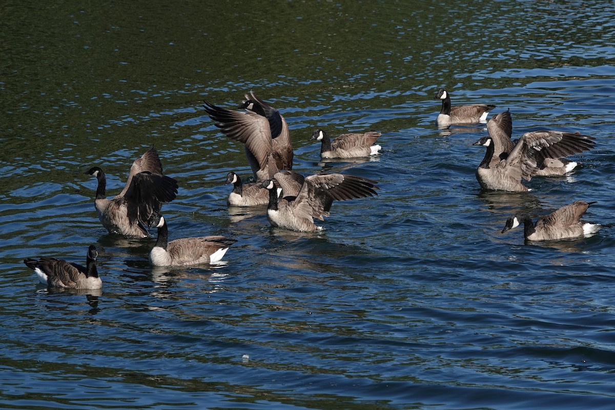 Canada Goose - ML389971631