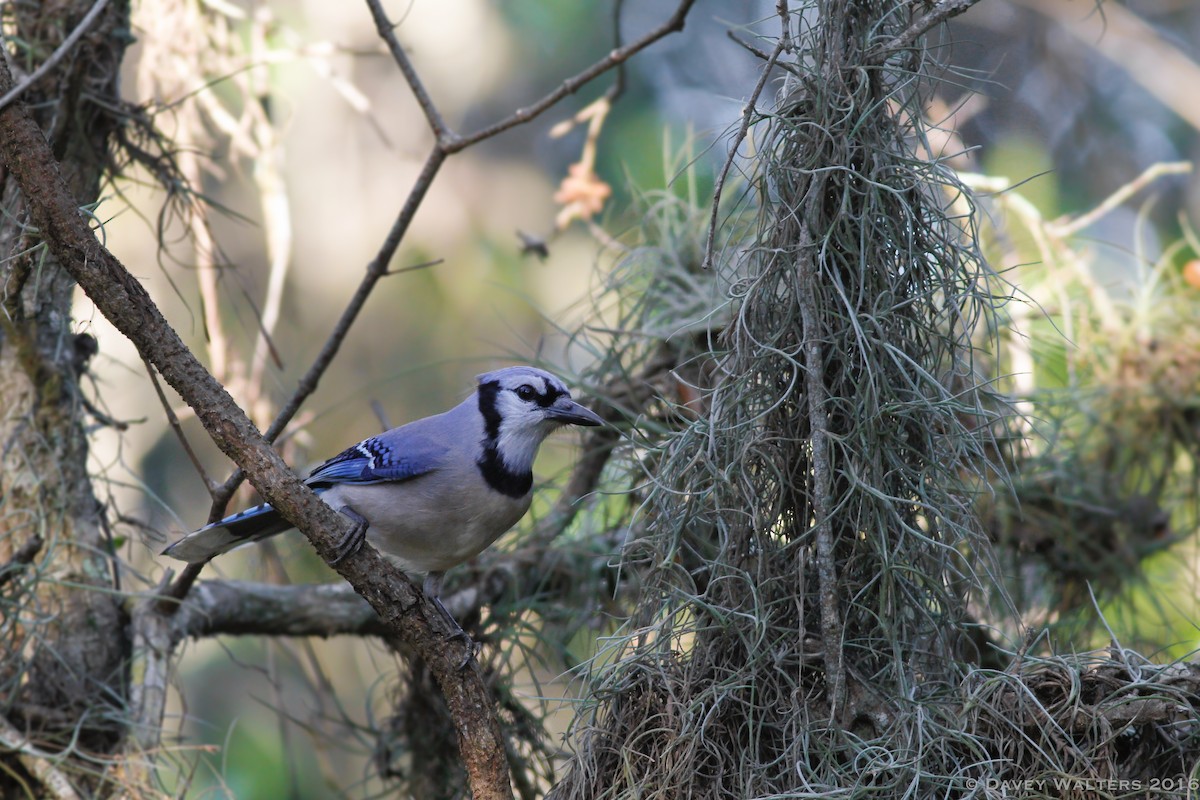 Blue Jay - ML38997181