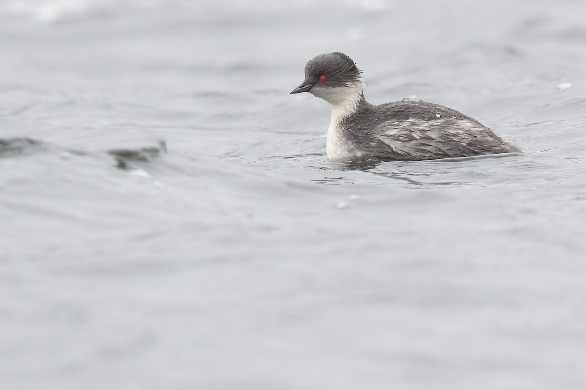 Silvery Grebe - ML389972301