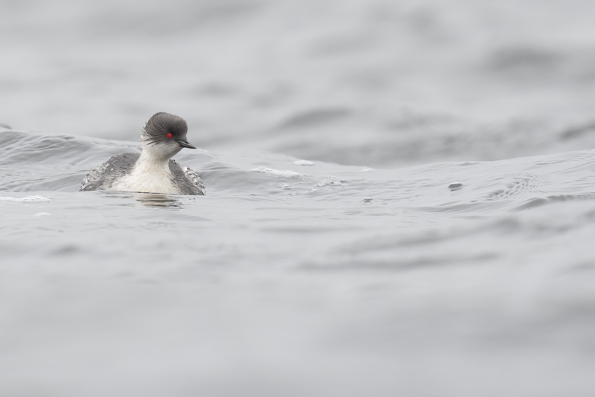 Silvery Grebe - ML389972311