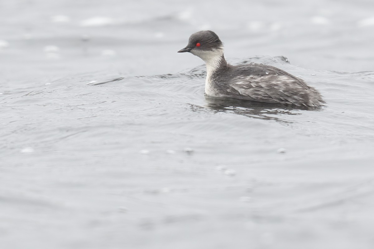 Silvery Grebe - ML389972321