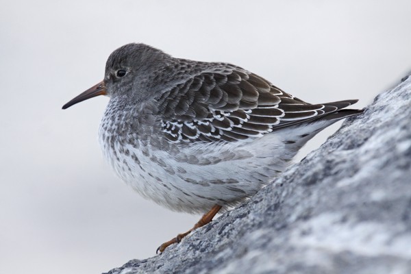 Purple Sandpiper - ML38997241