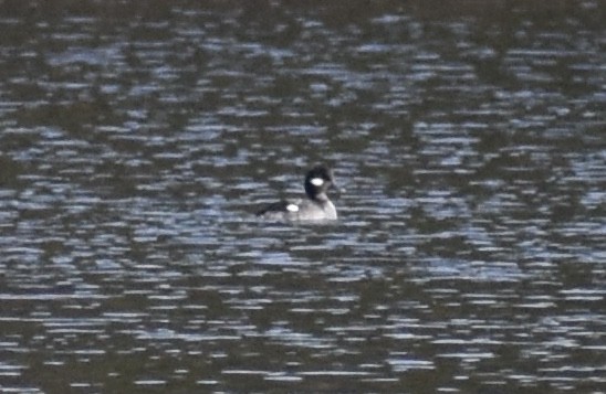 Bufflehead - ML389973341