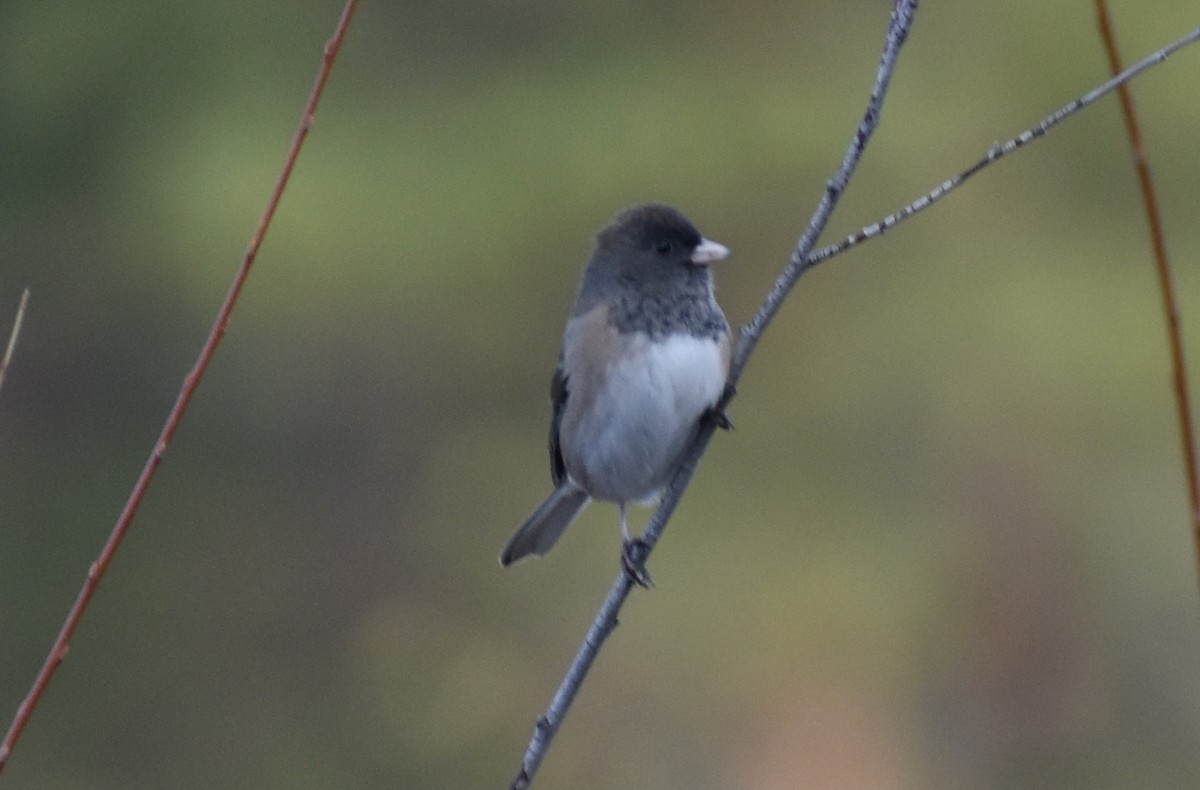 Dark-eyed Junco (Oregon) - ML389973431