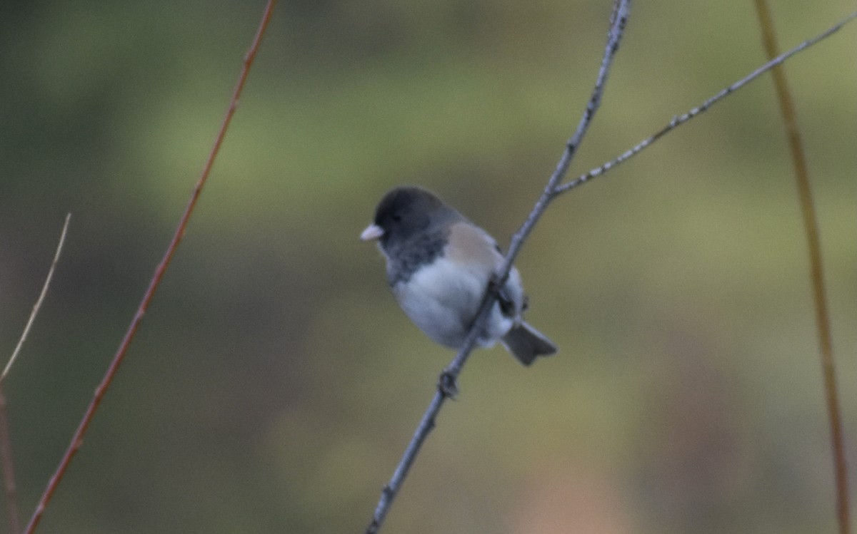 Junco Ojioscuro (grupo oreganus) - ML389973441